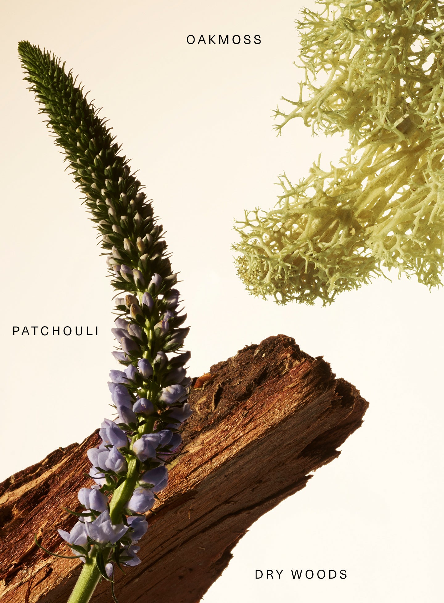 Fragrance Layering Balm - Woody?Oak - Image 2